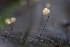 Gloiocephala