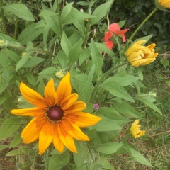 Rudbeckia