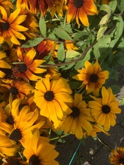 Rudbeckia