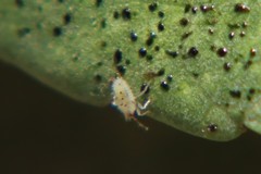 Monosteira unicostata
