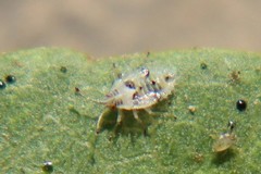 Monosteira unicostata
