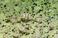 Monosteira unicostata