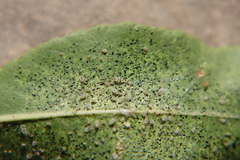 Monosteira unicostata