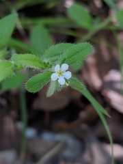 Lithospermum matamorense
