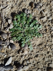 Lepidium flexicaule