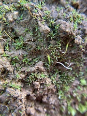 Aloina