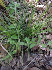 Lithospermum matamorense