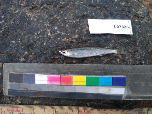 Elongate sardine (Chelaethiops elongatus) — Cyprinidae