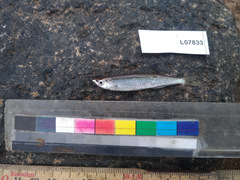 Chelaethiops elongatus