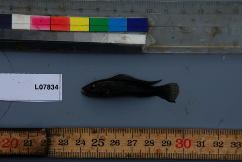 Congo lamprologus (Lamprologus mocquardi) — Cichlidae — 5