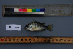 Tylochromis