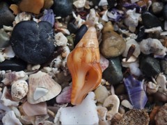 Nodopelagia brazieri