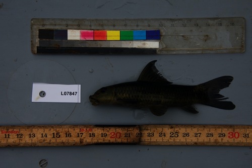 Bigsnout labeo (Labeo nasus) — Cyprinidae — 2
