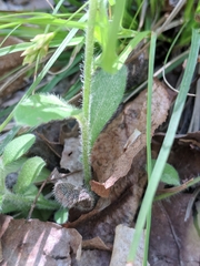 Lithospermum matamorense
