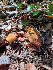 Suillus salmonicolor