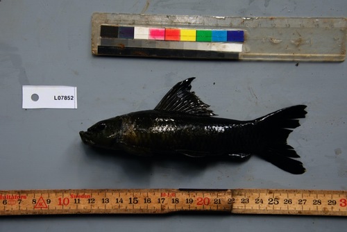 Bigsnout labeo (Labeo nasus) — Cyprinidae — 3