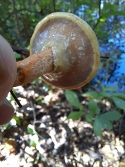 Suillus salmonicolor