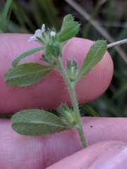 Lithospermum matamorense