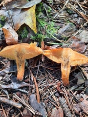 Suillus salmonicolor