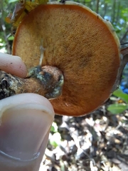 Suillus salmonicolor