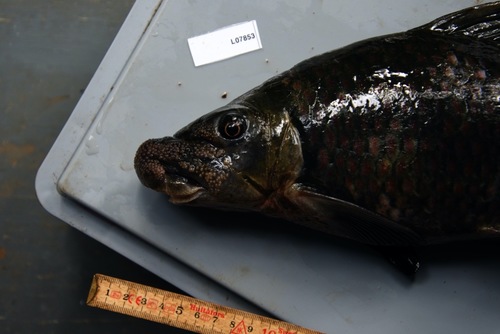 Langvin-labeo (Labeo longipinnis) — Cyprinidae — 5