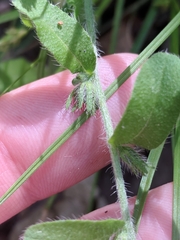 Lithospermum matamorense
