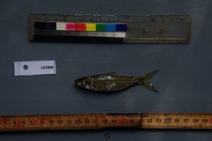 Bryconaethiops macrops