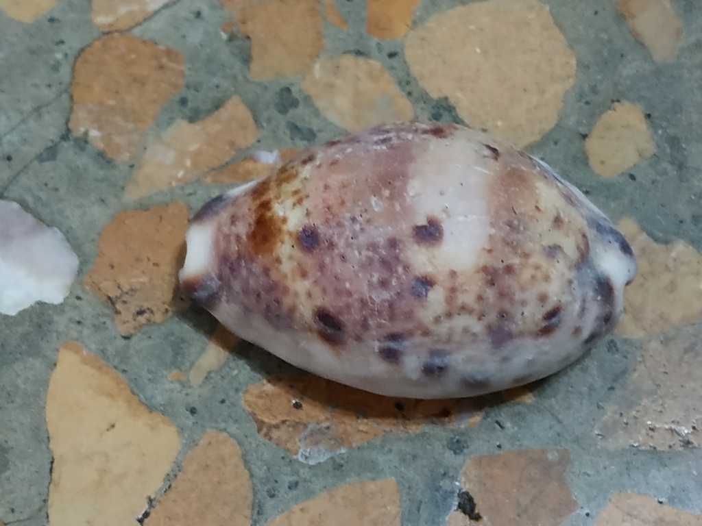 bobcat cowrie
