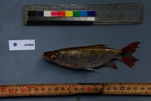 Pinkfin Alestes (Brycinus grandisquamis) — Alestidae — 5