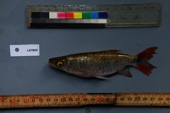 Brycinus grandisquamis