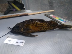 Synodontis