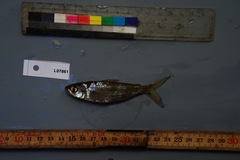 Bryconaethiops macrops