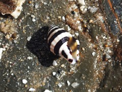 Engina zonalis