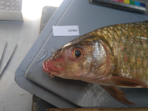 Weeks's labeo (Labeo weeksii) — Cyprinidae — 3