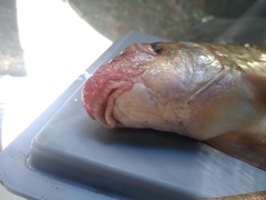 Labeo weeksii