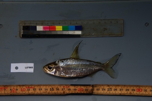 Smallmouth African tetra (Bryconaethiops microstoma) — Alestidae — 5