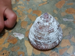 Trochus