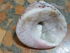 Trochus
