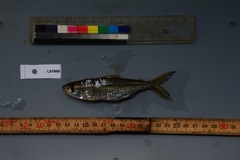 Bryconaethiops macrops