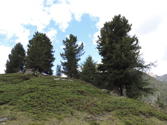 Pinus cembra