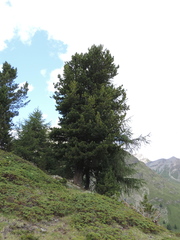 Pinus cembra