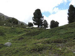 Pinus cembra
