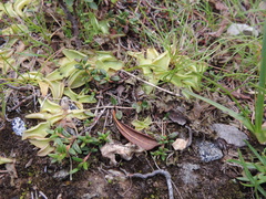 Pinguicula