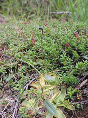 Pinguicula