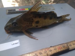 Synodontis