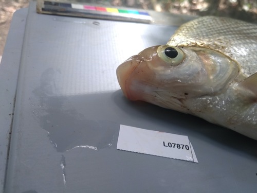 Lake Chad citharine (Citharinus gibbosus) — Citharinidae — 3