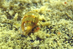 Gibberula miliaria