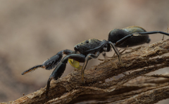 Ligonipes