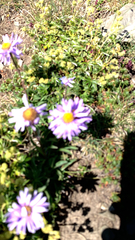 Aster alpinus