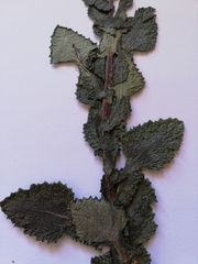 Senecio rigidus